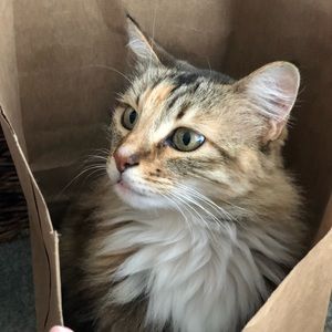 Insistent assistant - Miss Ajna